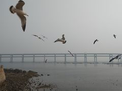 -星海湾跨海大桥