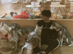 -Husky Go! 哈士奇体验馆·宠物咖啡厅狗咖