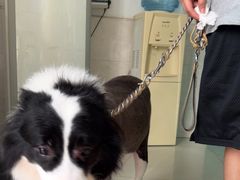 -乐琪宠物医院·犬猫专科·骨外科·急重症