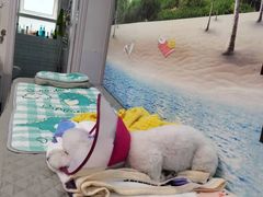 -芭比堂宠物医院·全科爱猫医院·仁德分院
