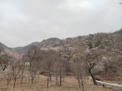 -大岭沟猕猴桃谷风景区