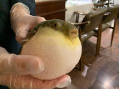 -肆月河豚·新淮扬(金融街店)