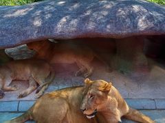 -北京野生动物园