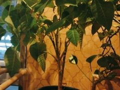 -雅静足浴·男士SPA养生会所