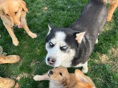 -趣玩宠物乐园寄养训犬训狗游泳池