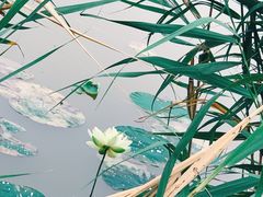 -西青郊野公园