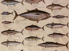 -镹·鱼料理  国产鱼使用店