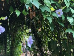 -植物园哈利亚餐厅