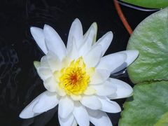 -临江·阅炉
