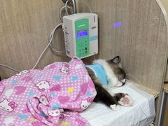 -北京观赏动物医院·24小时大型综合·猫专科·异宠专科