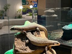 -帕帕拉兹宠物(亚洲旗舰店)