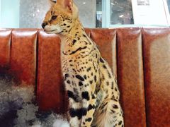 -猫小院猫主题餐厅(三里屯店)
