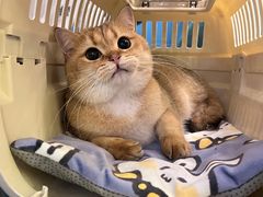 -猫大福·Fortune Cat猫舍(百子湾店)