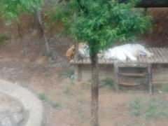 -石家庄市动物园