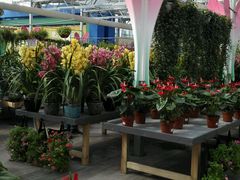 android_upload_pic-荷兰花海