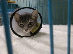 -瑞派旺宝宠物医院·犬猫全科综合·尿道专科(莲兴院)