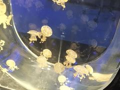 -海合安武汉极地海洋公园