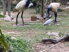 -深圳野生动物园