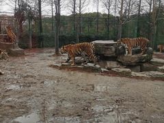 -上海野生动物园老虎餐厅