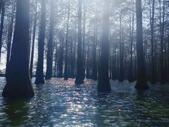 -渌洋湖湿地公园