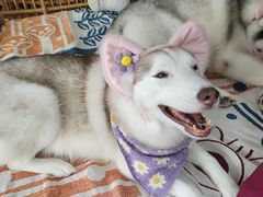 -星多哈·狗咖·拼豆·咖啡