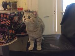 -猫色咖啡·猫咖
