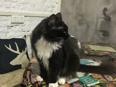 -猫色咖啡·猫咖