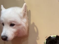 -和它·交个朋友·狗咖猫咖(爱琴海店)