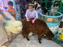 -神奇动物撸宠馆·羊驼·小浣熊·异宠(豫园店)