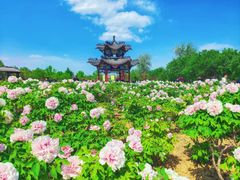 -曹州牡丹园