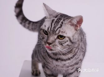 来喜乐拍照的毛孩子越来越多啦！
