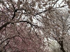 -桃花堤公园