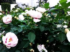 -人民公园(罗湖区)