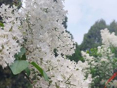-隆兴寺