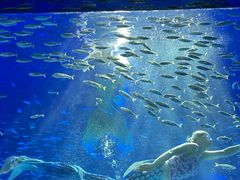 -海合安青岛极地海洋公园