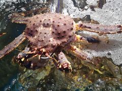 -蟹之国·精品蟹料理(极地店)