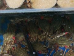 -宾朋海鲜特色美食餐厅·纯手工鲅鱼水饺(兴海路店)