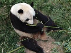 -原山国家森林公园