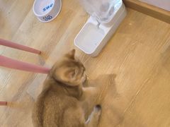 -猫咪派对(江南西店)