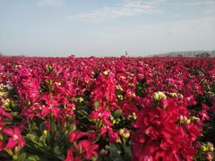 -漩门湾国家湿地公园