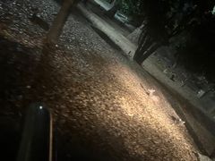 -清迈夜间动物园