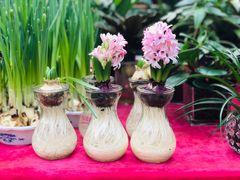 -秦美花卉(天朗·莱茵小城2期店)