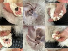 -momokira米努特·德文卷毛猫·棉花面纱犬