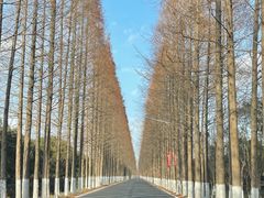-东平国家森林公园