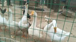 -上美四季动物农场