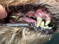 -达爱动物医院·犬猫分区·CT·复杂眼科(远洋山水分院)