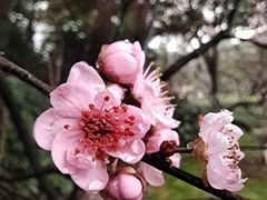 -红梅公园