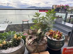 -野菌皇海景野生菌火锅(滨海大道店)