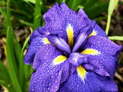 -上海植物园-4号门售票处