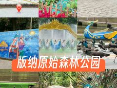-西双版纳原始森林公园